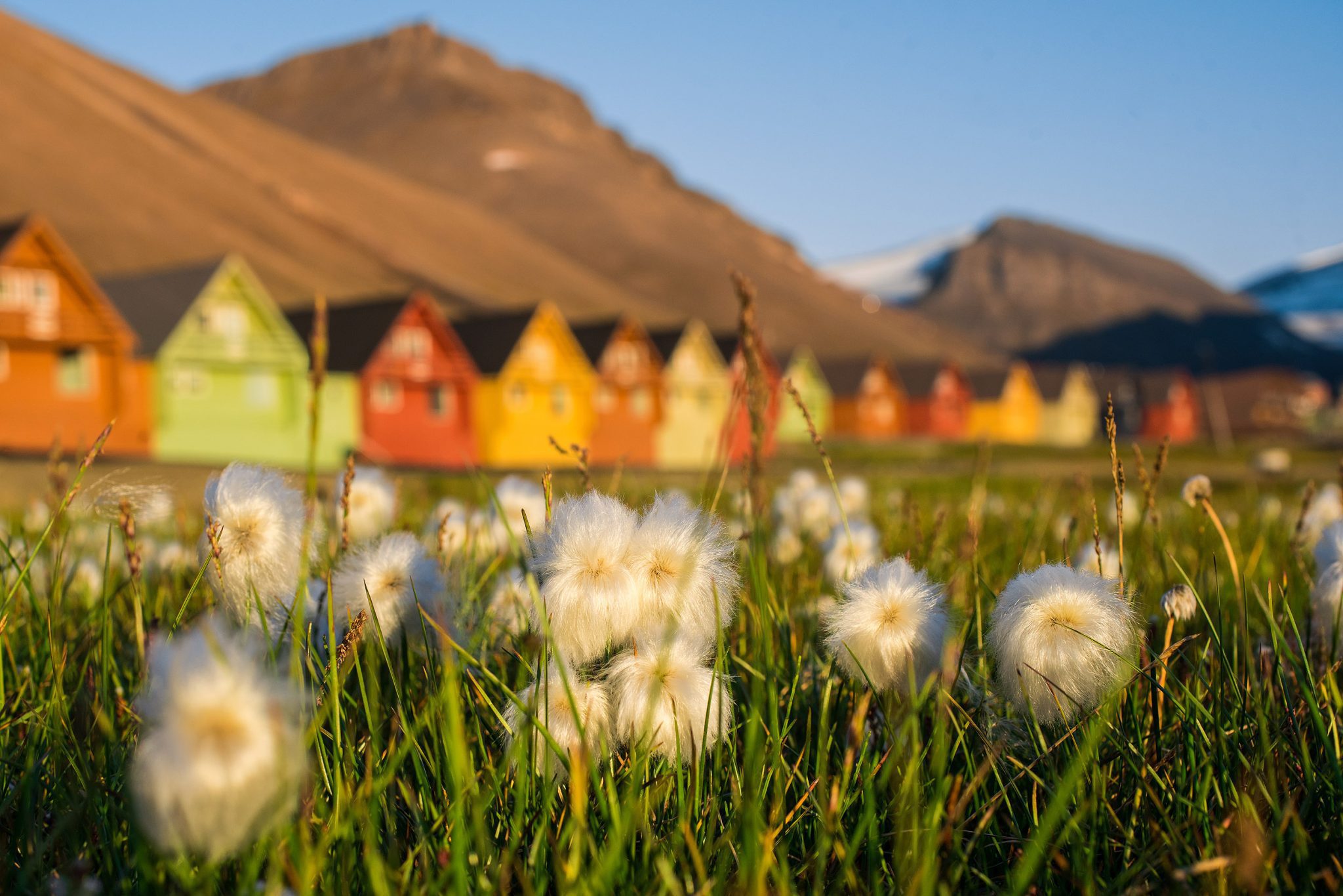 Longyearbyen om sommeren, med myrull og fargerike hus