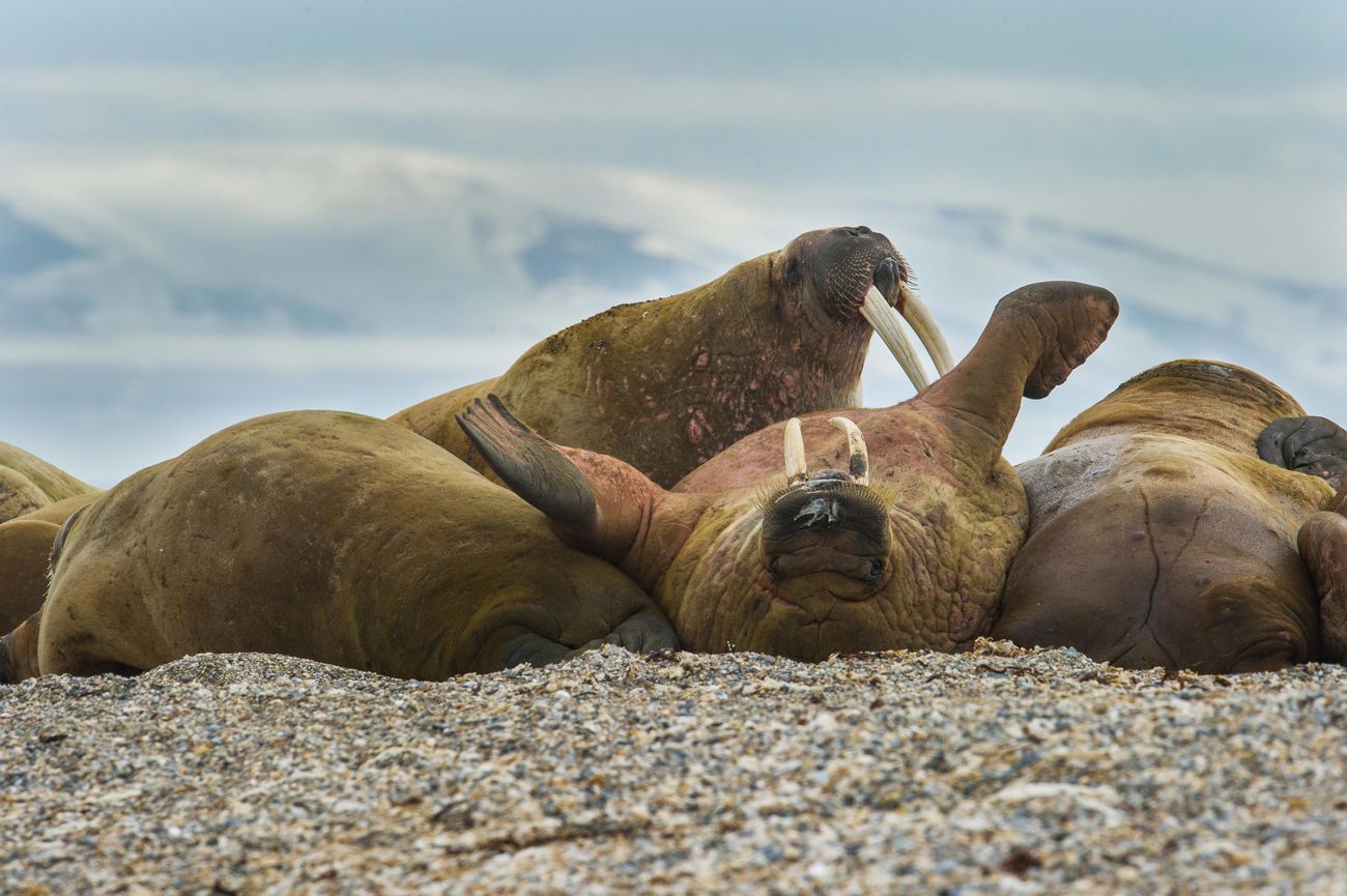 Hvalrossafari med båt med Svalbard Adventures. Foto: Frede Lamo