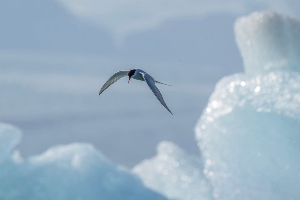 An Arctic tern soars gracefully above icy blue icebergs, capturing a moment of natural beauty.