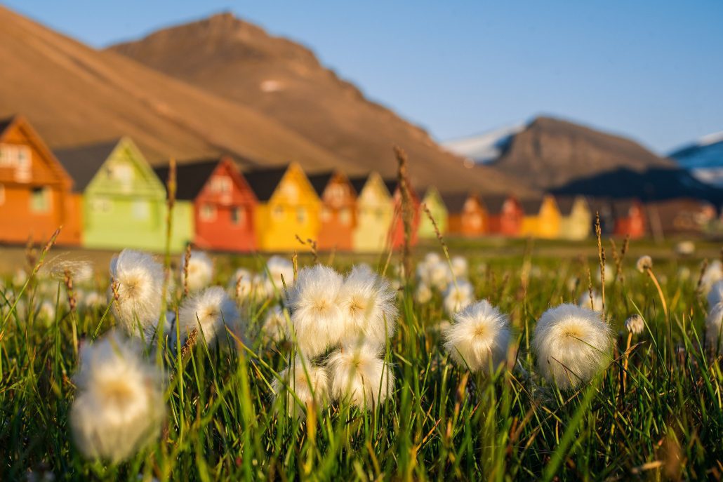 longyearbyen in summer, cottongrass and colorful houses