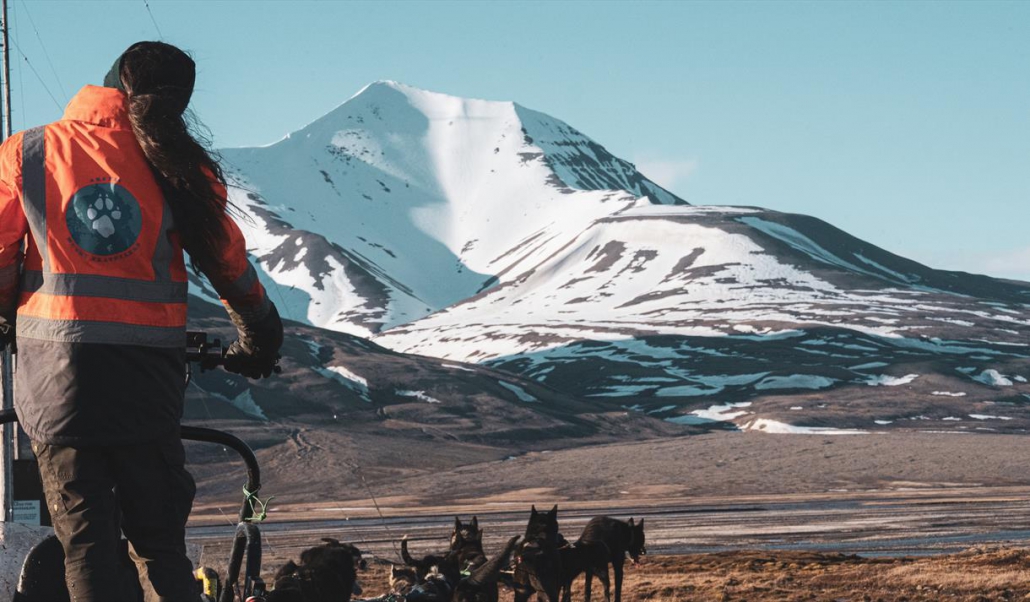 Dogsledding on wheels
