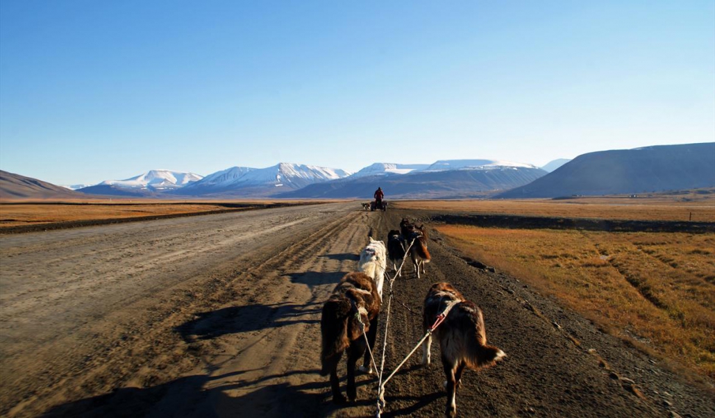 Explore dogsledding on wheels, enjoy lunch and tundra hiking