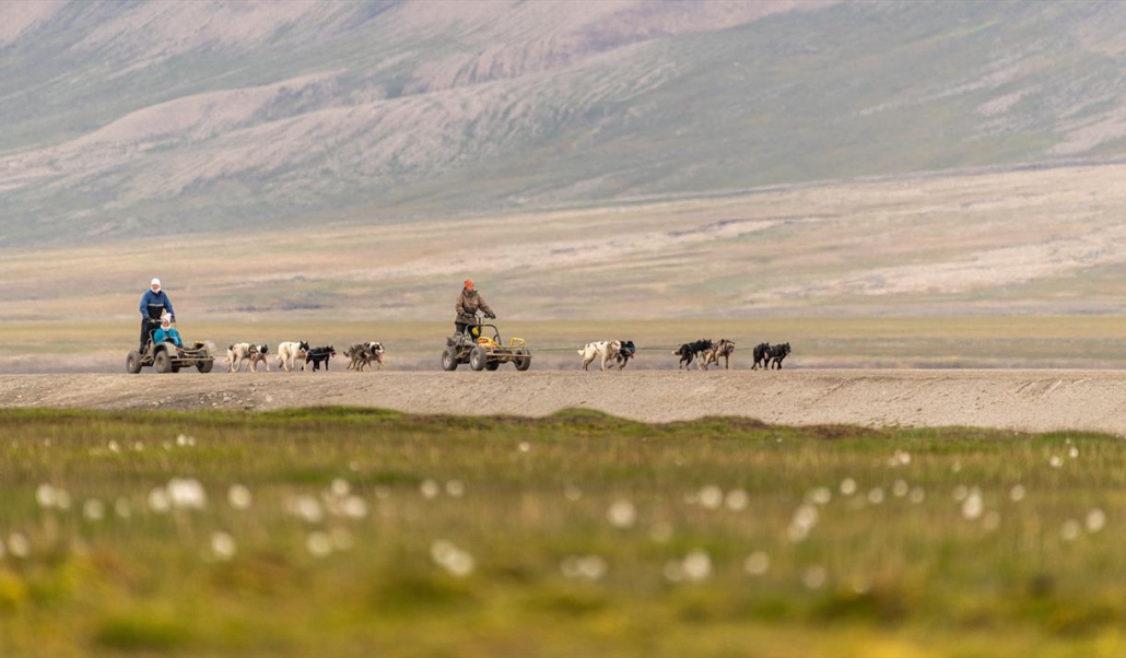 Dogs on wheels Svalbard