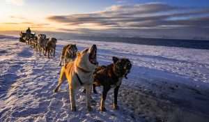 Dogs the Ocean Along the Arctic coast by dog wagon 2