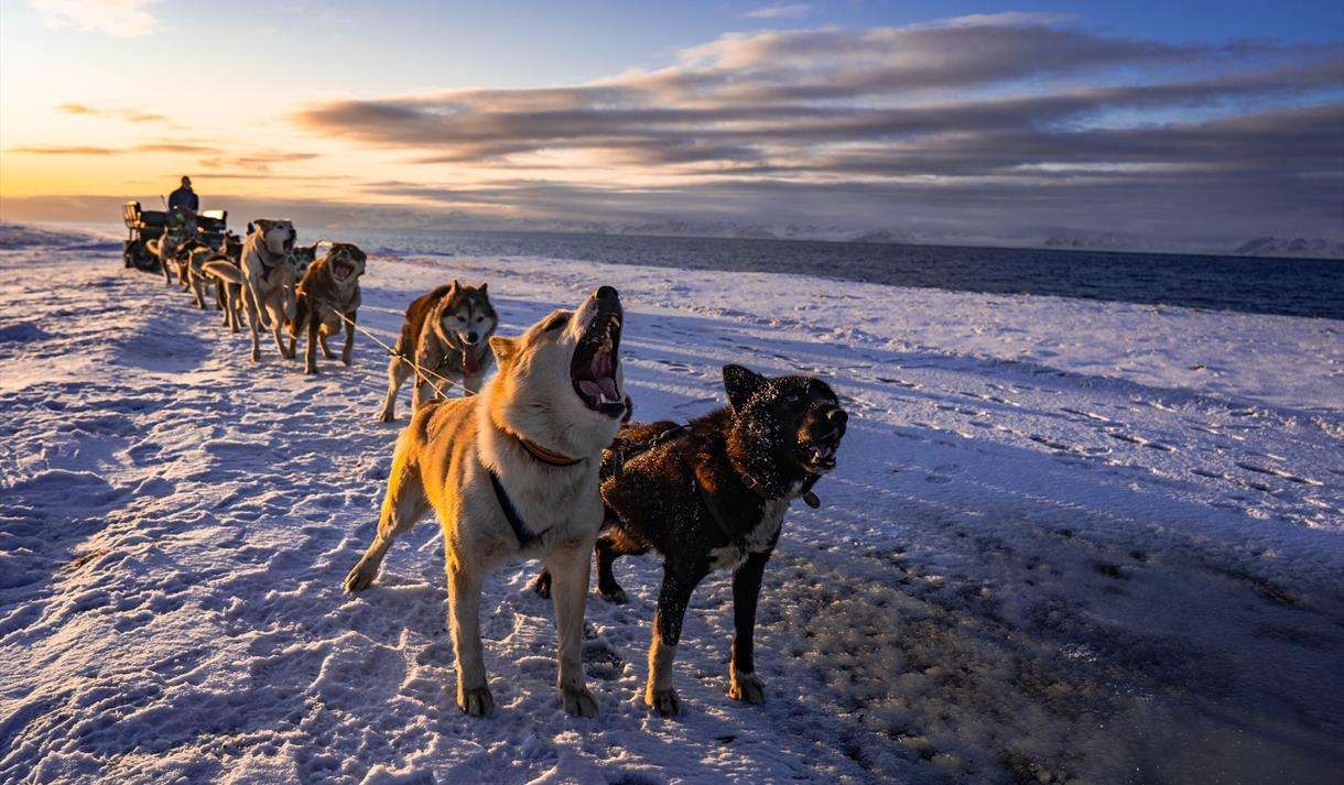 Dogs the Ocean Along the Arctic coast by dog wagon 2