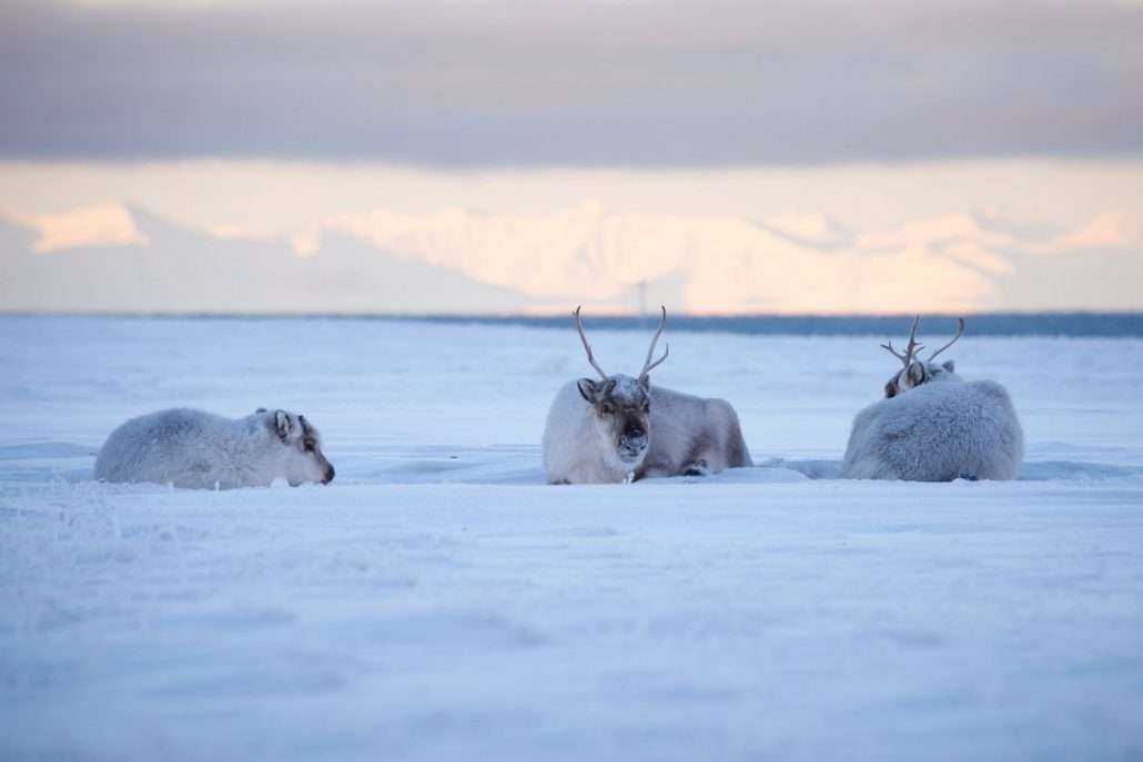 tn Winter Snowmobile Wild fjords Svalbard Reindeer Jan Christoph Elle