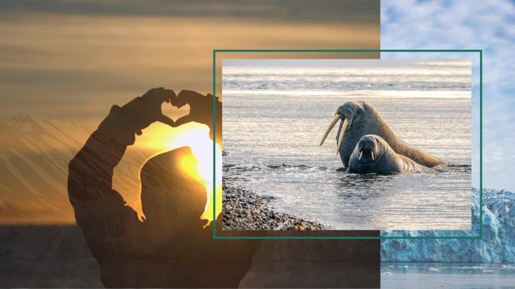 Summer in Svalbard - gjestehuset 102