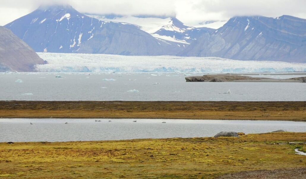 nyaalesund bettermoments